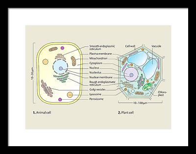 Endoplasmic Reticulum Drawings Framed Prints