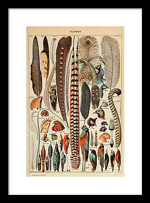 Contour Feathers Framed Prints