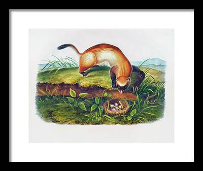 Black-footed Ferret Framed Prints