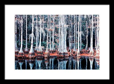 Florida State Forest Framed Prints