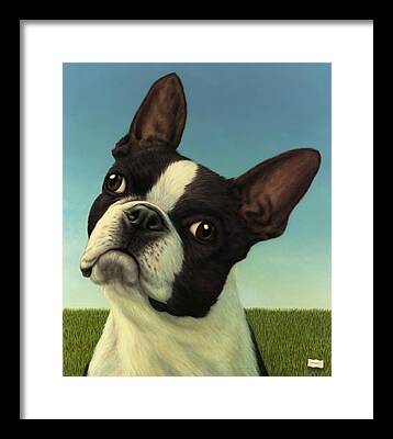 Boston Terrier Framed Prints