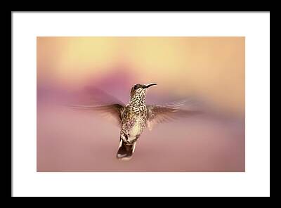 Kolibri Framed Prints