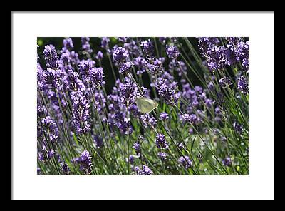 Lavender Framed Prints