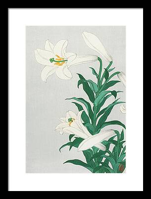 Spider Lily Framed Prints