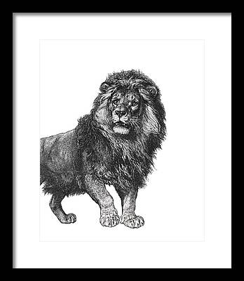 Male Lions Digital Art Framed Prints