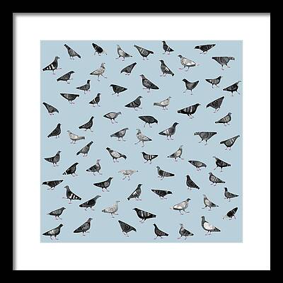 Pigeon Framed Prints