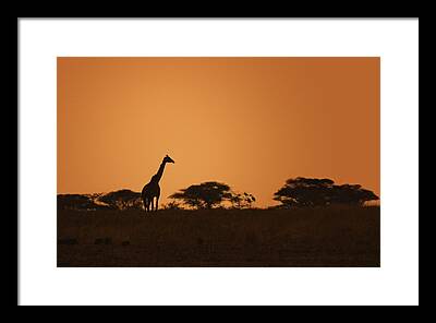 Masai Giraffe Framed Prints