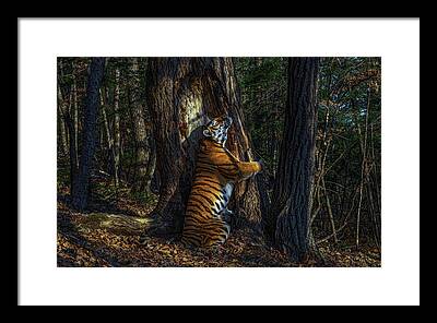 Panthera Tigris Framed Prints