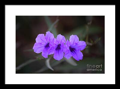 Ruellia Simplex Framed Prints