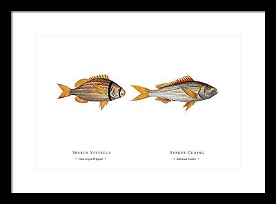 Fusilier Fish Framed Prints