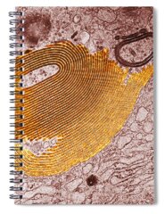 Golgi Complex Spiral Notebooks