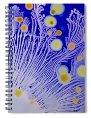 Actinobacteria Spiral Notebooks