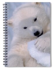 Designs Similar to Polar Bear Cub #1