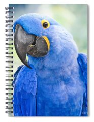 Hyacinth Macaw Spiral Notebooks