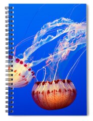 Jelly Fish Spiral Notebooks