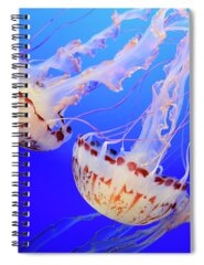 Monteray Spiral Notebooks