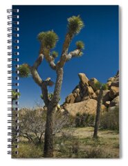 Mojave National Preserve Spiral Notebooks