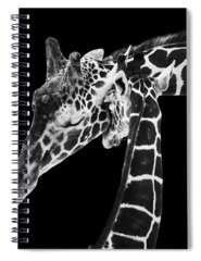 Giraffe Family Spiral Notebooks