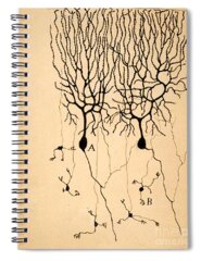 Ramon Y Cajal Spiral Notebooks
