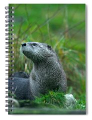 Designs Similar to River Otter by Mark Newman
