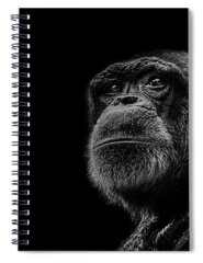Chimpanzee Spiral Notebooks