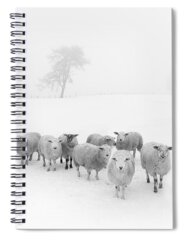 Trees In Snow Spiral Notebooks