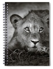 Male Lion Spiral Notebooks