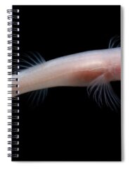 Troglobitic Spiral Notebooks