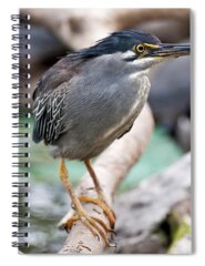 Striated Heron Spiral Notebooks