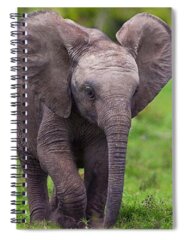 African Animal Spiral Notebooks