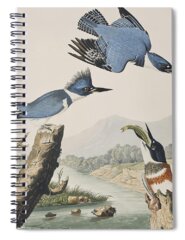 Belted Kingfisher Spiral Notebooks