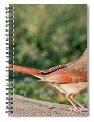 Cock Spiral Notebooks