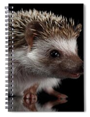 Hibernation Spiral Notebooks
