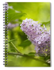 Lilac Bush Spiral Notebooks