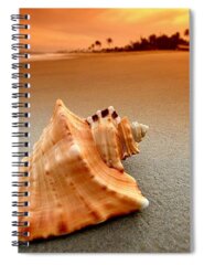 Conch Shell Spiral Notebooks