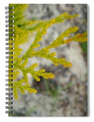 Mimosa Spiral Notebooks