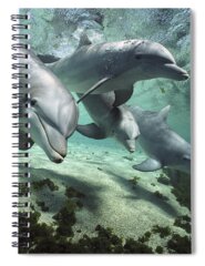Atlantic Bottlenose Dolphin Spiral Notebooks