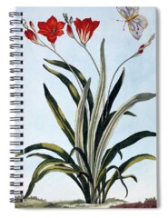 Corn Lily Spiral Notebooks