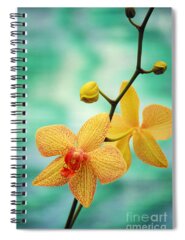 Delicate Orchids Spiral Notebooks