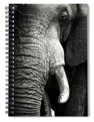 Designs Similar to Elephant close-up portrait