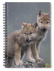 Baby Wolves Spiral Notebooks