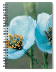 Pollen Spiral Notebooks