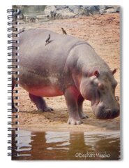 Hippos Spiral Notebooks