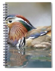 Mandarin Duck Spiral Notebooks