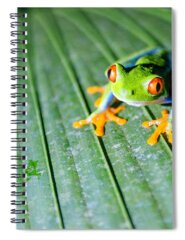 Red Eyed Tree Frog Spiral Notebooks