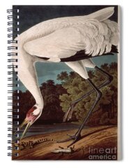 Whooping Crane Spiral Notebooks