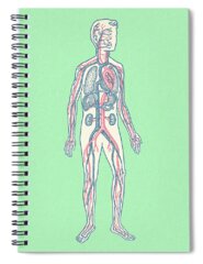 Circulatory System Spiral Notebooks