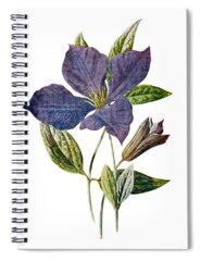 Purple Clematis Spiral Notebooks