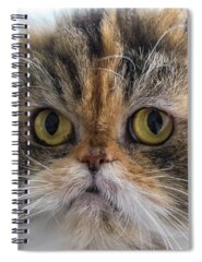 Pussycat Spiral Notebooks