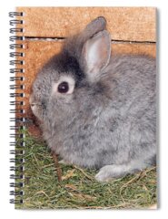 Small Mammal Spiral Notebooks